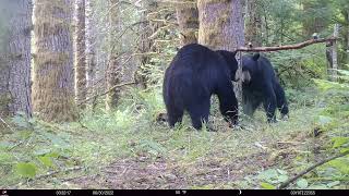 Bear vs Mirror