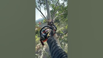 Rigging Eucalyptus