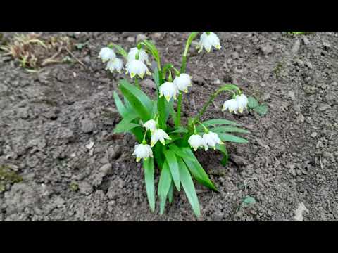 ЯК ПОСАДИТИ ПРОЛІСКИ? ВСЕ ПРО РОСЛИНИ ТА САДІВНИЦТВО #gardening #субтитры #subtitles #ukraine