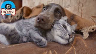 Dogs and Cats Playing Beautiful video version | Dog & Cat Compilation by PTB My Pet 7 views 3 years ago 3 minutes, 21 seconds