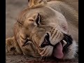 Jungle king lion#animals