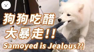 Samoyed Gets Jealous of Toy Dog【PUMPKIN】