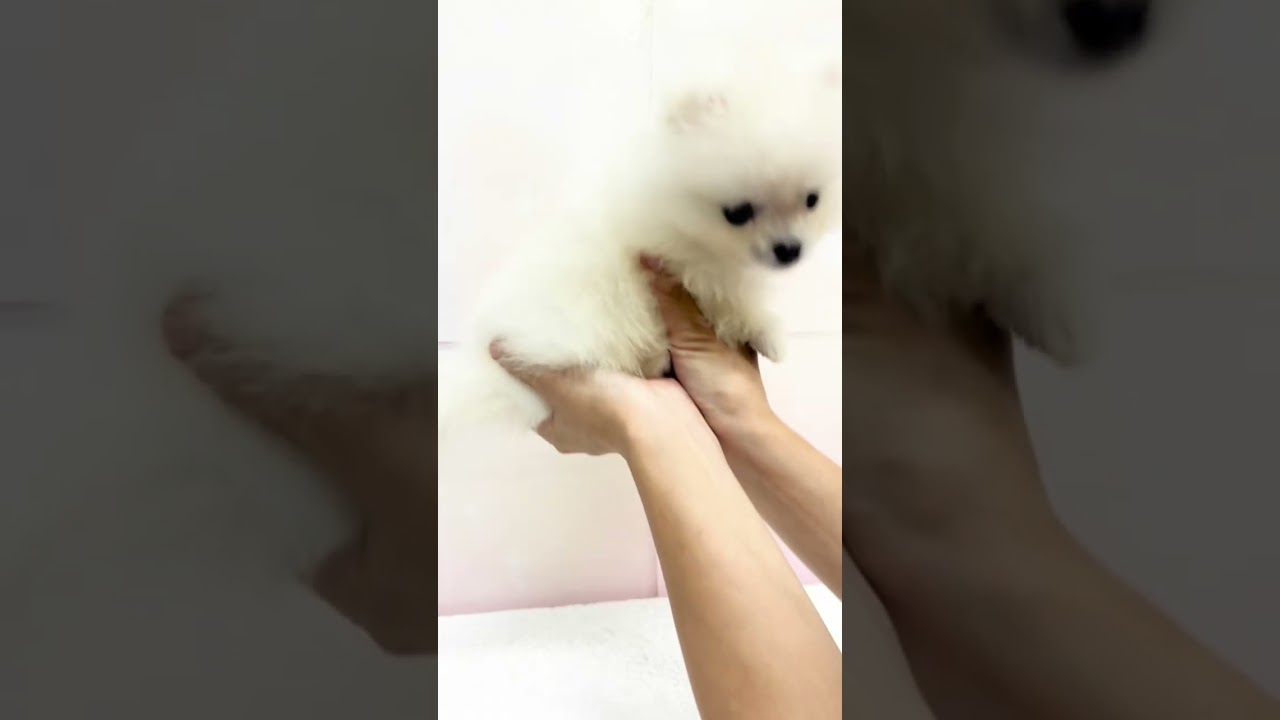 ポメラニアン | ペットショップ マルワン 小さめ子犬 美形な子猫
