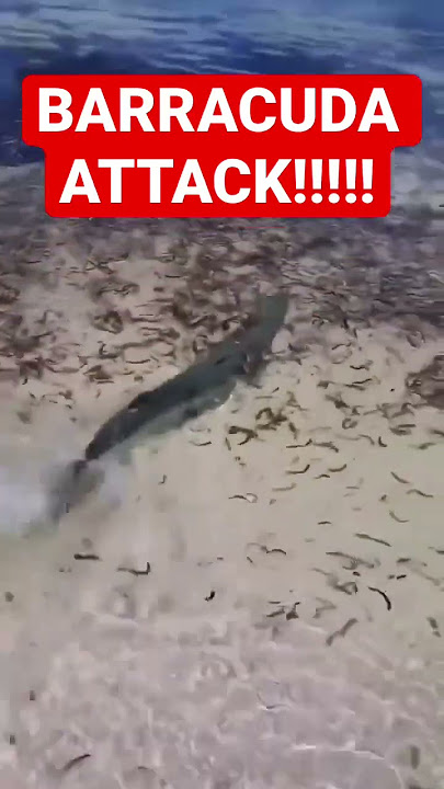 BARRACUDA ATTACK SHARK ‼️ IKAN BARAKUDA MENYERANG HIU YANG MENGGANGGU TERITORINYA ‼️ 2022 #Shorts