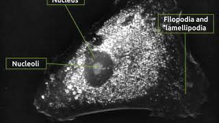 Unstimulated Hcn2 Cells Imaged Under Nanolive Label-Free Live Cell Imaging
