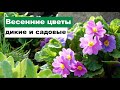 Весенние цветы. Виды садовых и диких майских цветов.