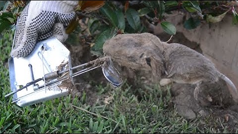 Finally caught that fat annoying gopher! Cinch Trap Review