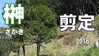榊の剪定①　2016　Pruning of Sakaki