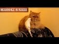 VIDEO:  Ενοχλητικό παπαγαλάκι