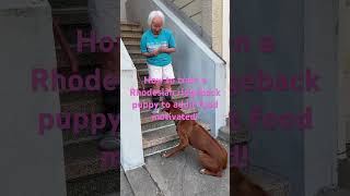 How to train a Rhodesian ridgeback puppy patience stay sit wait duration eat diet treat reward great