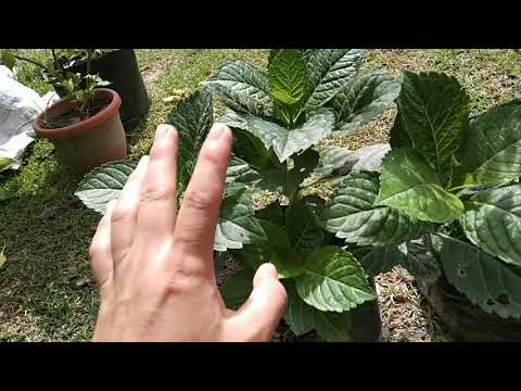 Bunga Hydrangea dan Tomato Subur dengan Media Tanah dari Kilang kelapa Sawit