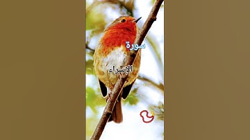 سورة الإسراء بصوت بالقارئ يوسف العيدروس