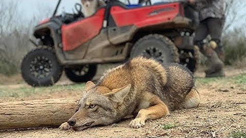 Interactive Predator Trapping Week - The Management Advantage