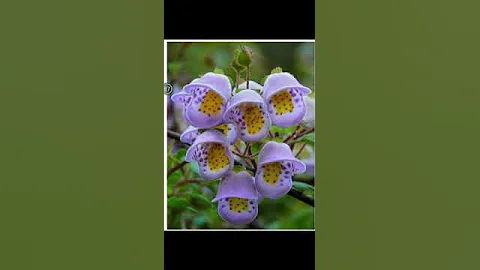 اغنية يا نور النبي 