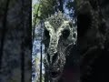 TYRANNOSAURUS  BOY  VS  DAY  17!  @MadisonTheScenecoreGirl  #helluvaboss  #mutatedspear