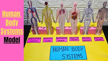 Human Body Systems 2D model | Organ systems model | Organ system | Science Project Exhibition model