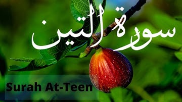 Surah At-Teen  Qadr Al Kurdi  سورة التين  للقارئ بيشةوا قادر الكردى