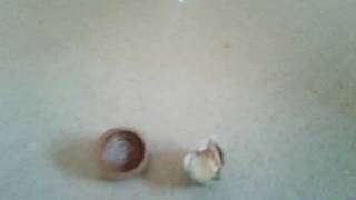 Whats inside an acorn? Watch the video to see
