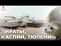 Как ищут пиратов в Каспийском море. Тюлени, браконьеры, моряки