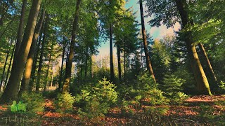 🌳 4K - Relaxing Nature Sounds For Stress Relief, Bird Song, Forest Sounds