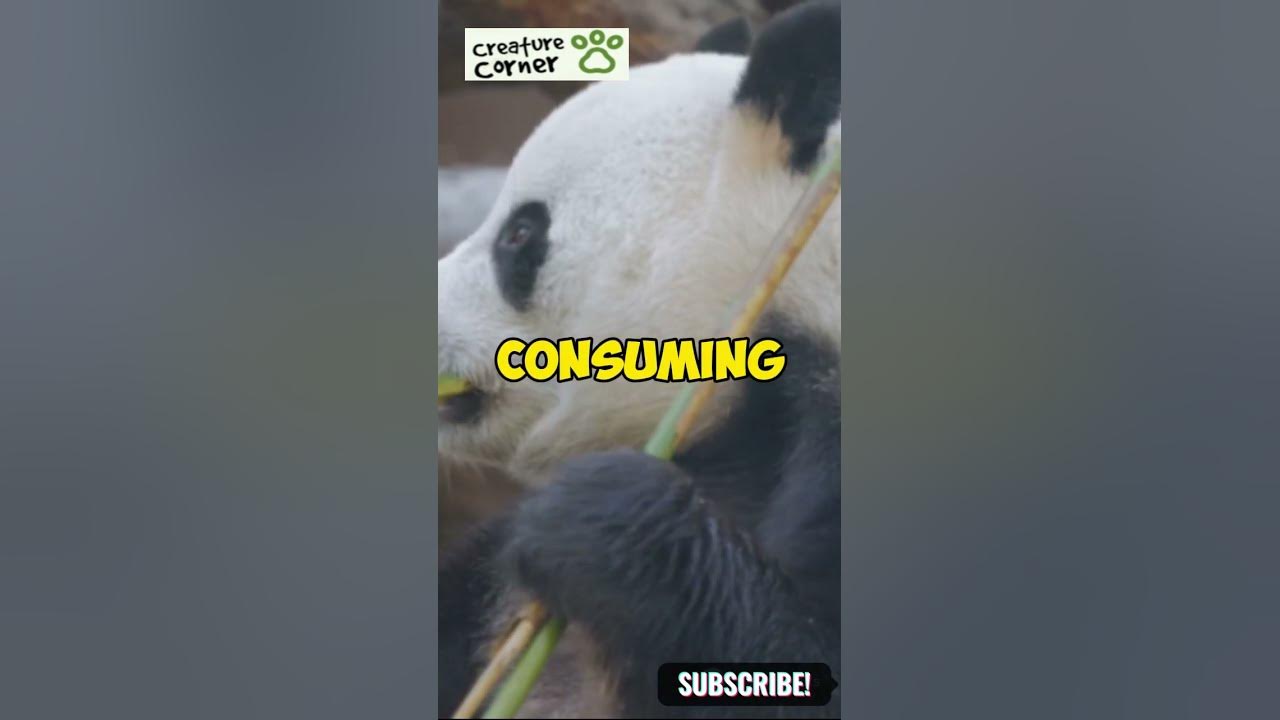 Why Do Giant Pandas Eat Bamboo Instead of Meat? #shorts #panda #