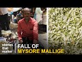 Is Mysuru Mallige losing its fragrance? | Stories That Matter