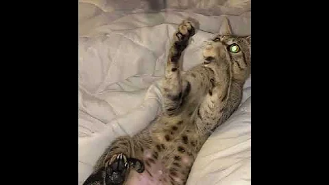 Video 11263541: savannah cat playing, savannah kitty, cute savannah cat, mom cat playing