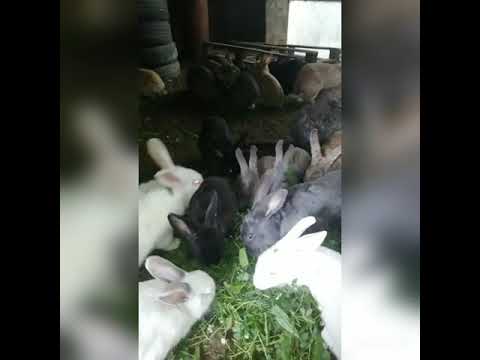 Βίντεο: Κρέας κουνελιού: οφέλη και βλάβες
