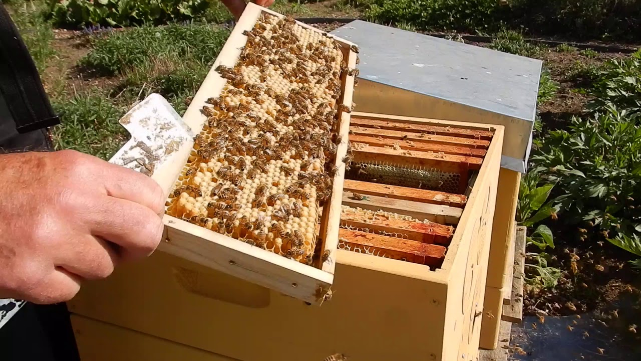 Moonlight Mating deel 1