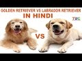 Labrador Retriever Vs Golden Retriever In HIndi | Dog Comparison | The Ultimate Channel