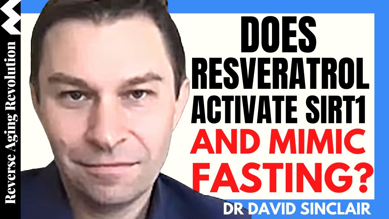 Does RESVERATROL Mimic FASTING & Activate SIRT1? | Dr David Sinclair Interview Clips