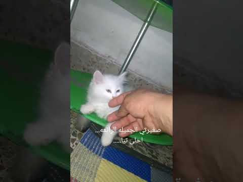 ريتا الجميله قناه الحب والعشق