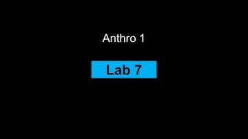 Lab 7