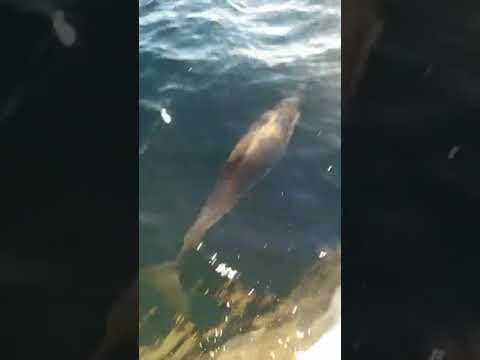 Nuestros amigos los delfines
