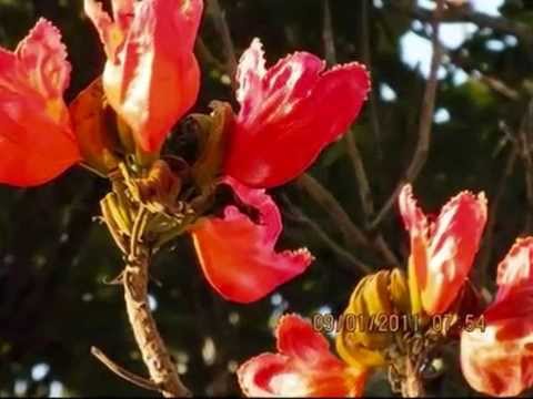 Ye Paudhe Ye Patte Ye Phool Ye Hawaeyein - Dr Kunwar MD