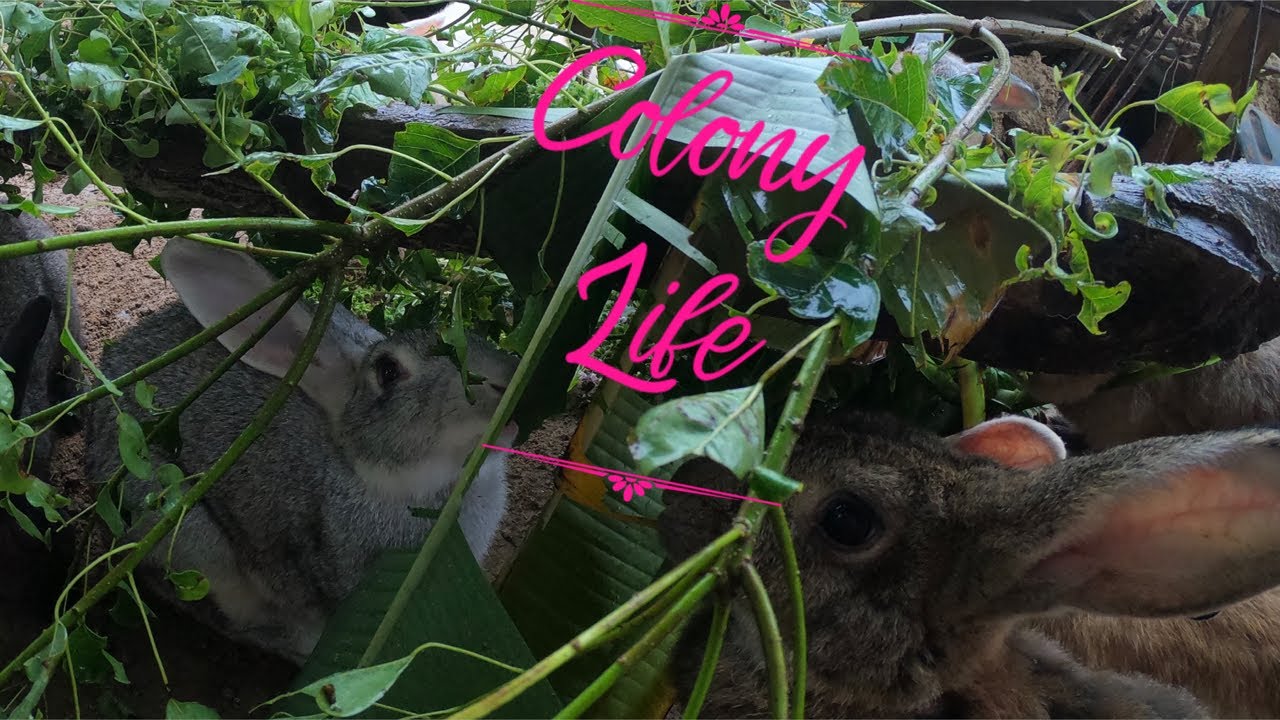 Raising Rabbits In A Colony YouTube
