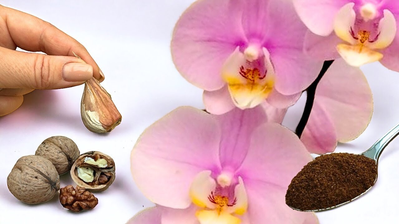 Erstaunliches Ergebnis! Top 3 natürliche Düngemittel für eine konstante Blüte von ORCHIDEEN