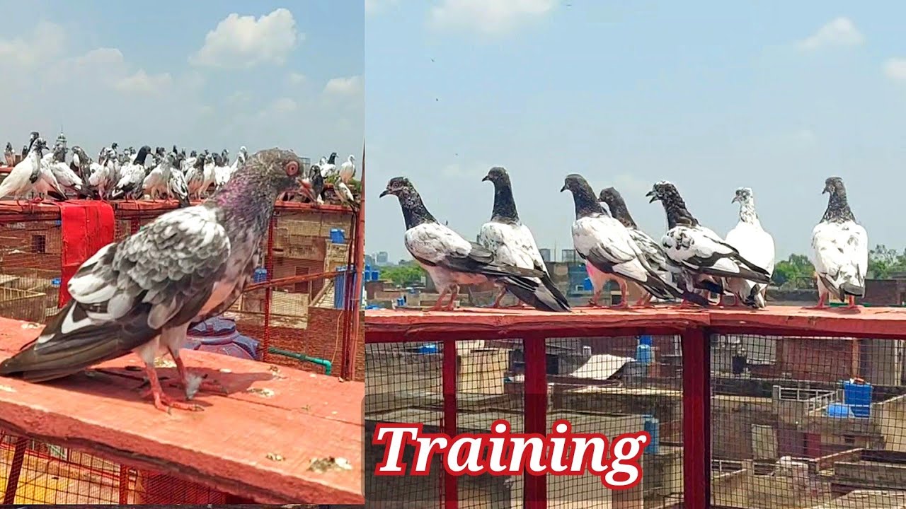 Baby Pigeons Training | Khrab Musam Ma Wapsi  | Hashim Mahmood Pigeons