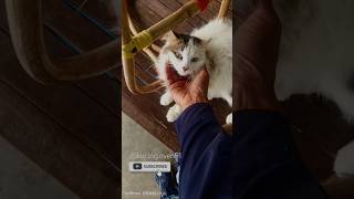 Doa kucing 🤗#kucing #cat #shortvideo