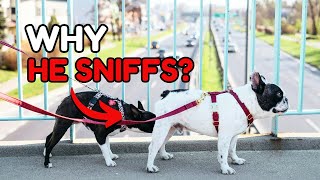 Why Does Your Dog Do That?! (10 WEIRD BEHAVIORS EXPLAINED!)
