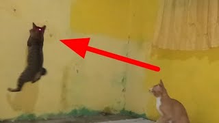 Kucing oyen main lampu laser bersama adiknya by Hewan & peliharaan 74 views 4 months ago 6 minutes, 43 seconds