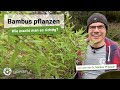 Bambus Pflanzen Wie Macht Man Es Richtig Und Braucht Man Eine Rhiszomsperre