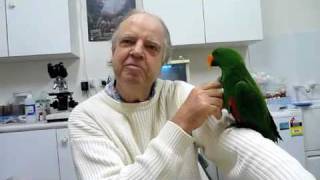 Behavioural Problem in Eclectus Parrot with Randy Bird Syndrome #1 220710