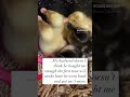 Ducklings round 2 #homestead #ducklings