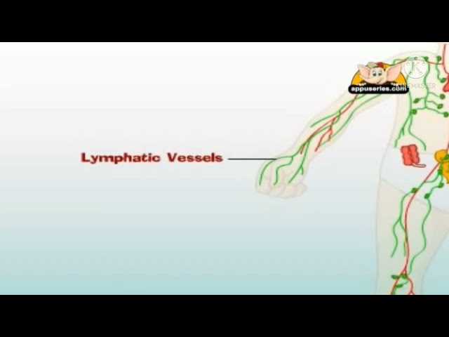 Lymphatic Vessels Network Of Chance Work Your Body And The Blood Stream class=