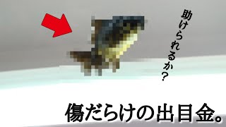 川で拾ったボロボロ出目金をにわか金魚飼育者が育ててみたら…