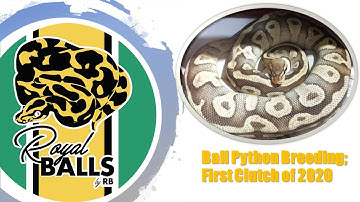 Breeding Ball Pythons; First Clutch of 2020