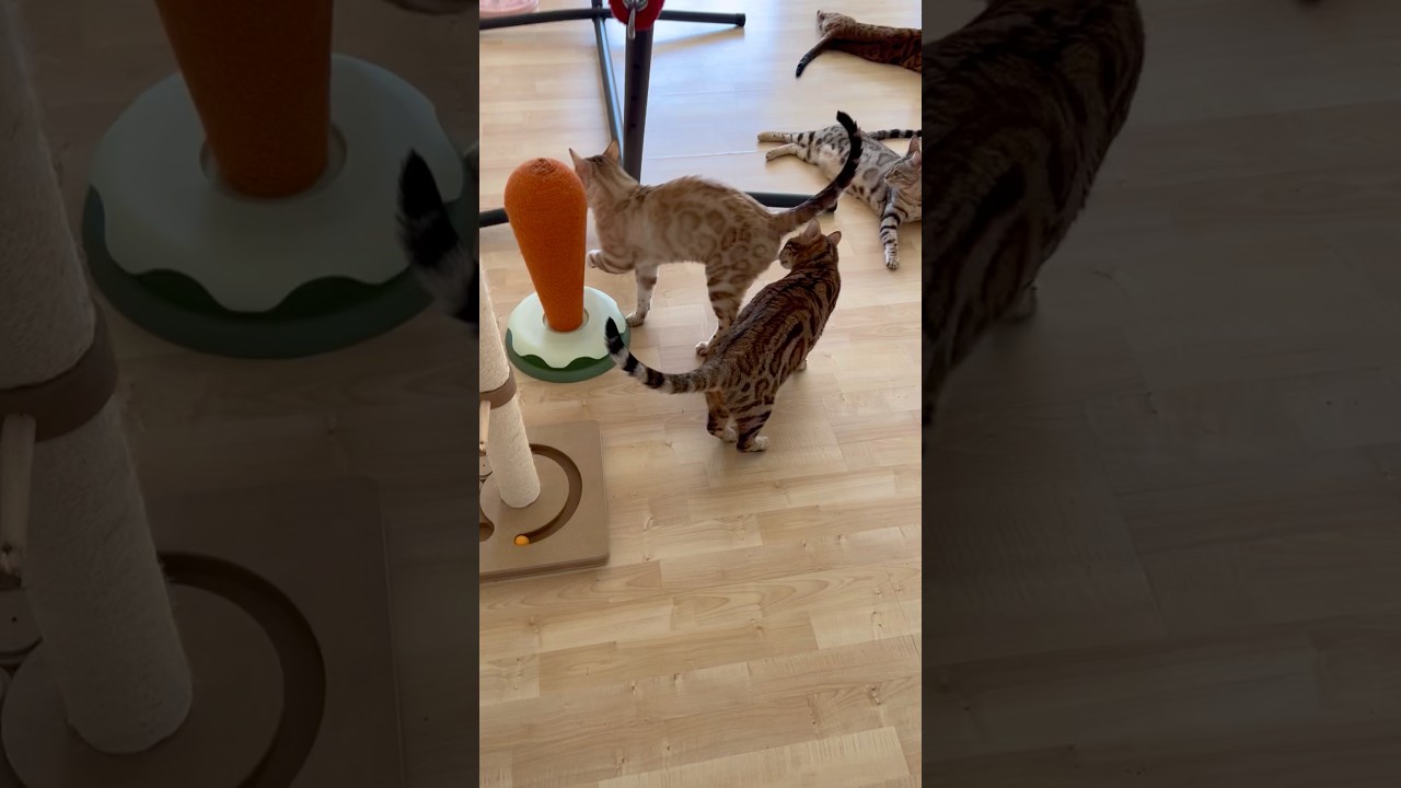 Not a Lion 😄😉🥰 #bengalcat #cat