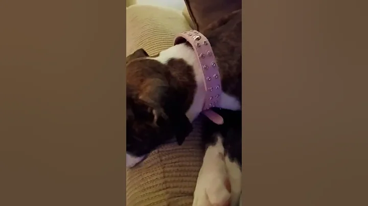Love this boxer girl!