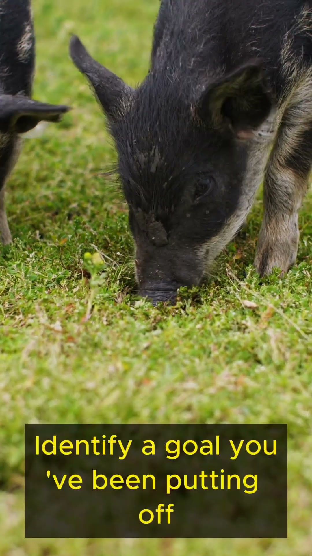 Life Lessons from Pigs   Part 4 #shorts #lifelessons  #wisdom #personalgrowth #piano #persistence